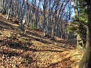 Monte Zucco (1232 m) ad anello in solitaria sui sentieri di casa (Zogno-300 m) 18nov闂????20 - FOTOGALLERY